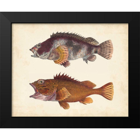 Antique Fish Species II Black Modern Wood Framed Art Print by Unknown