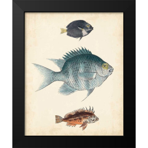Antique Fish Species III Black Modern Wood Framed Art Print by Unknown