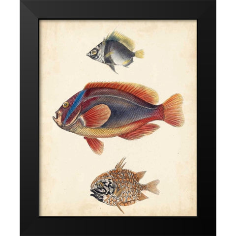 Antique Fish Species IV Black Modern Wood Framed Art Print by Unknown