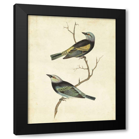 Blue-headed Tanager Black Modern Wood Framed Art Print by Cassin