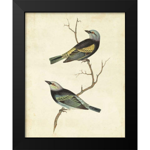 Blue-headed Tanager Black Modern Wood Framed Art Print by Cassin