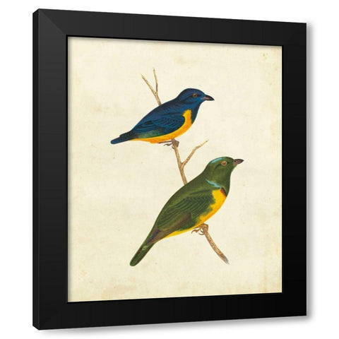 Peruvian Tanager I Black Modern Wood Framed Art Print with Double Matting by Cassin