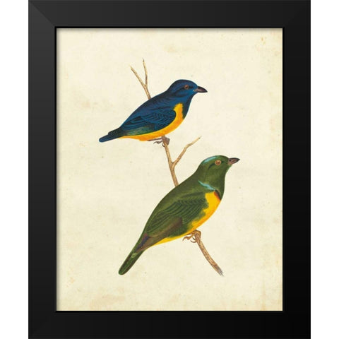 Peruvian Tanager I Black Modern Wood Framed Art Print by Cassin