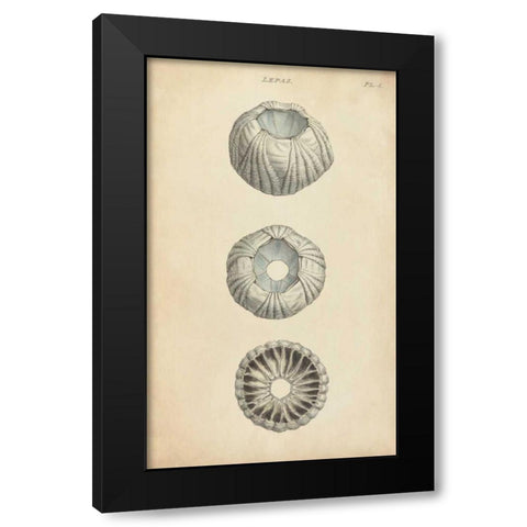 Cylindrical Shells I Black Modern Wood Framed Art Print by Wood