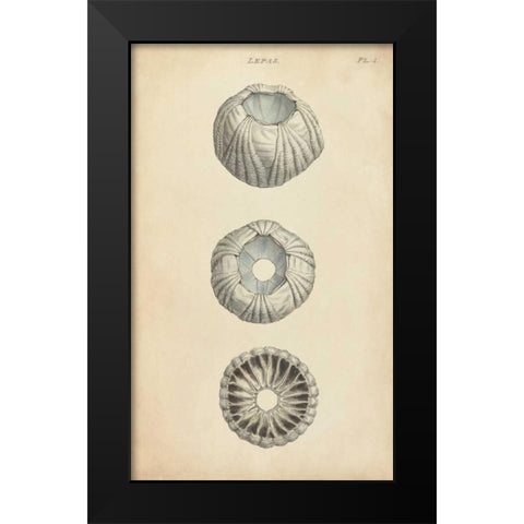 Cylindrical Shells I Black Modern Wood Framed Art Print by Wood