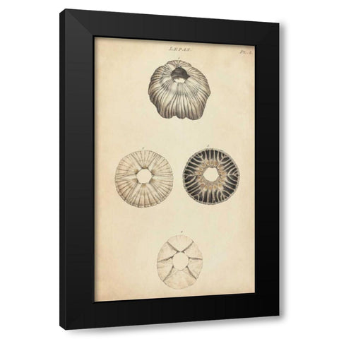 Cylindrical Shells II Black Modern Wood Framed Art Print with Double Matting by Wood