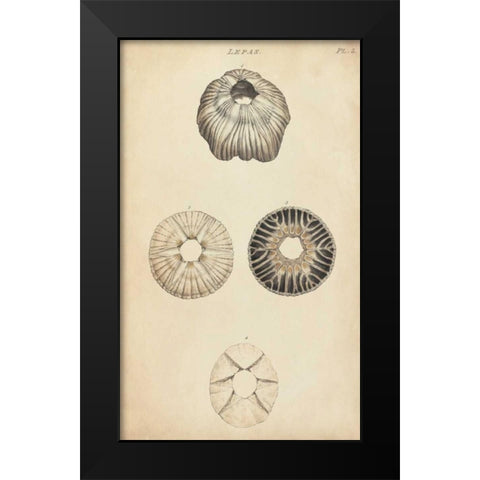 Cylindrical Shells II Black Modern Wood Framed Art Print by Wood