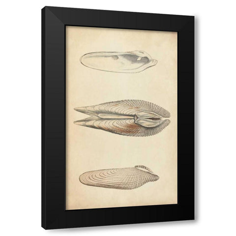 Marine Mollusk I Black Modern Wood Framed Art Print by Wood