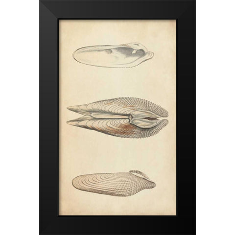 Marine Mollusk I Black Modern Wood Framed Art Print by Wood