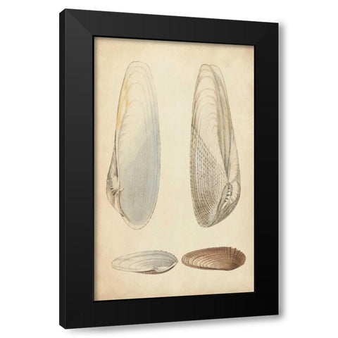 Marine Mollusk II Black Modern Wood Framed Art Print with Double Matting by Wood