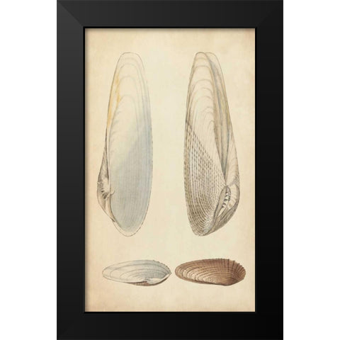 Marine Mollusk II Black Modern Wood Framed Art Print by Wood