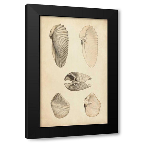 Marine Mollusk III Black Modern Wood Framed Art Print by Wood