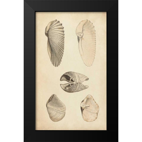 Marine Mollusk III Black Modern Wood Framed Art Print by Wood