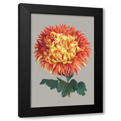 Chrysanthemum on Gray I Black Modern Wood Framed Art Print with Double Matting by Vision Studio