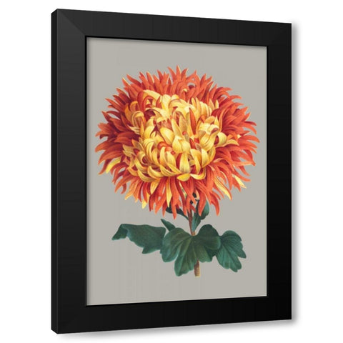 Chrysanthemum on Gray I Black Modern Wood Framed Art Print by Vision Studio