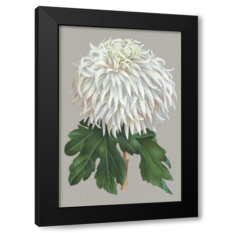 Chrysanthemum on Gray II Black Modern Wood Framed Art Print with Double Matting by Vision Studio