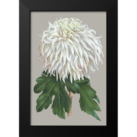 Chrysanthemum on Gray II Black Modern Wood Framed Art Print by Vision Studio