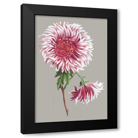 Chrysanthemum on Gray III Black Modern Wood Framed Art Print with Double Matting by Vision Studio