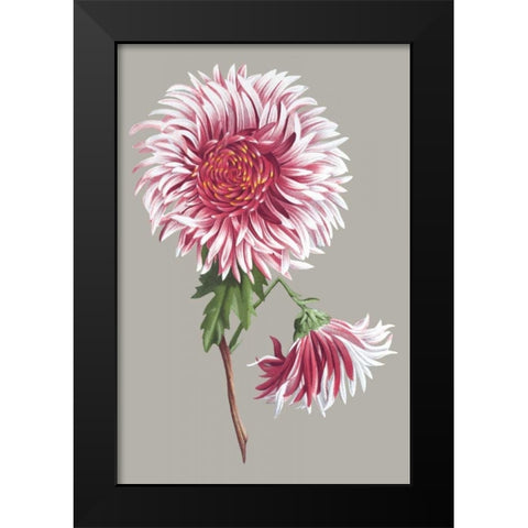 Chrysanthemum on Gray III Black Modern Wood Framed Art Print by Vision Studio
