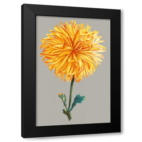 Chrysanthemum on Gray IV Black Modern Wood Framed Art Print with Double Matting by Vision Studio