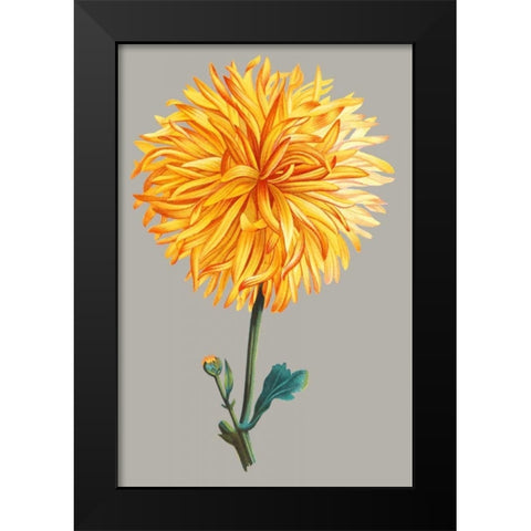 Chrysanthemum on Gray IV Black Modern Wood Framed Art Print by Vision Studio