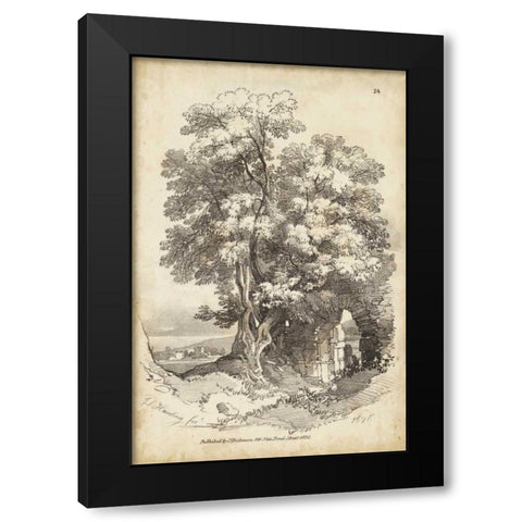 Noble Tree II Black Modern Wood Framed Art Print with Double Matting by Harding, J.D.