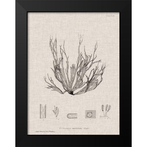 Charcoal and Linen Seaweed I Black Modern Wood Framed Art Print by Bradbury, Henry