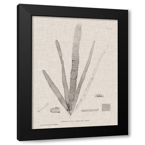 Charcoal and Linen Seaweed II Black Modern Wood Framed Art Print with Double Matting by Bradbury, Henry