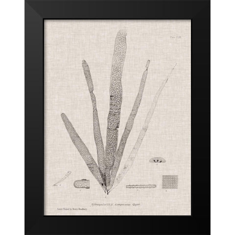 Charcoal and Linen Seaweed II Black Modern Wood Framed Art Print by Bradbury, Henry