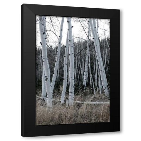 Pale Bark I Black Modern Wood Framed Art Print by Head, Danny