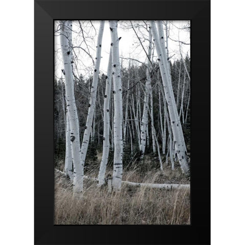 Pale Bark I Black Modern Wood Framed Art Print by Head, Danny