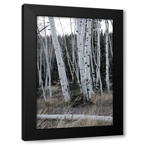Pale Bark II Black Modern Wood Framed Art Print by Head, Danny