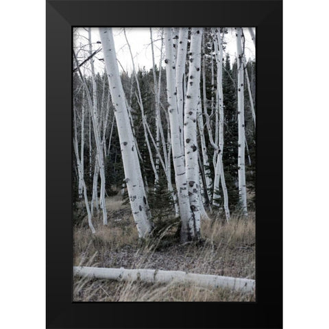Pale Bark II Black Modern Wood Framed Art Print by Head, Danny