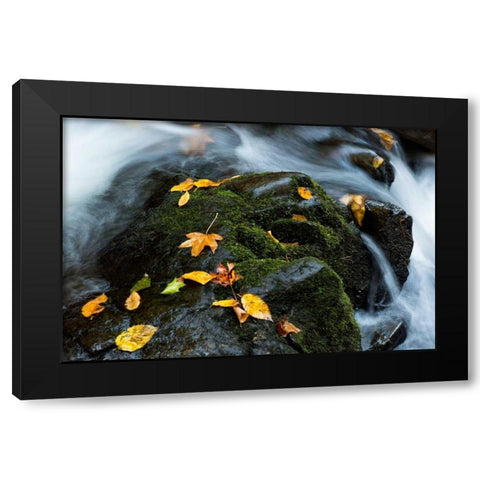Wet Leaves Black Modern Wood Framed Art Print with Double Matting by Head, Danny
