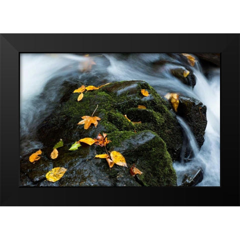 Wet Leaves Black Modern Wood Framed Art Print by Head, Danny