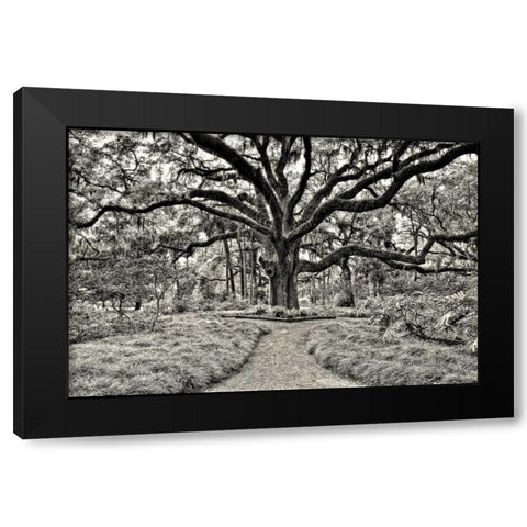 Florida Tree Black Modern Wood Framed Art Print with Double Matting by Burchett, P.H.