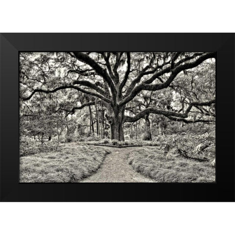 Florida Tree Black Modern Wood Framed Art Print by Burchett, P.H.