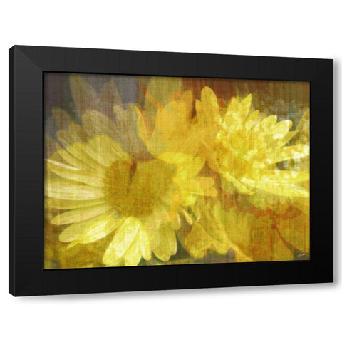 Daisy Daisy II Black Modern Wood Framed Art Print by Butler, John