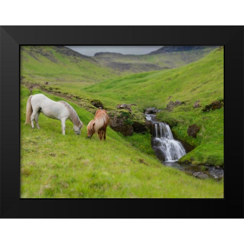 Icelandic Horses I Black Modern Wood Framed Art Print by Burchett, P.H.