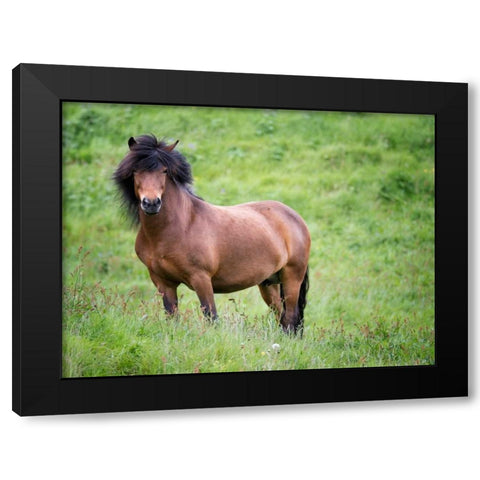 Icelandic Horses II Black Modern Wood Framed Art Print with Double Matting by Burchett, P.H.