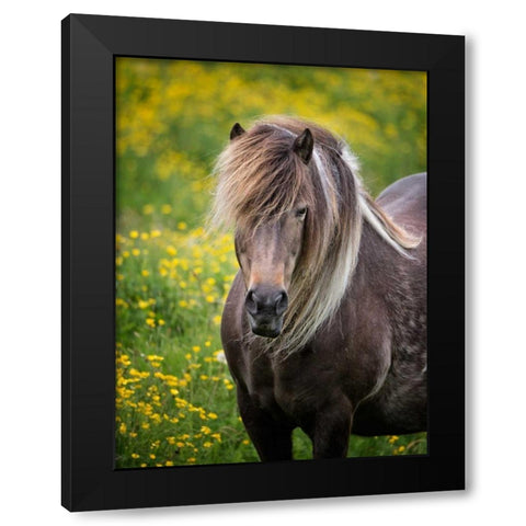 Icelandic Horses V Black Modern Wood Framed Art Print with Double Matting by Burchett, P.H.