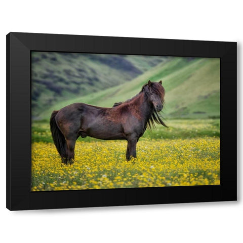 Icelandic Horses VI Black Modern Wood Framed Art Print with Double Matting by Burchett, P.H.