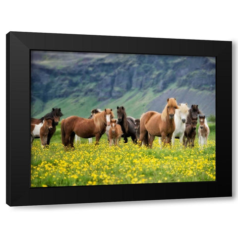 Icelandic Horses VII Black Modern Wood Framed Art Print by Burchett, P.H.