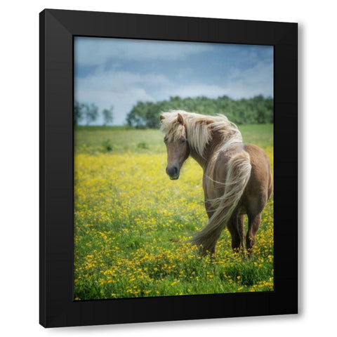 Icelandic Horses VIII Black Modern Wood Framed Art Print with Double Matting by Burchett, P.H.