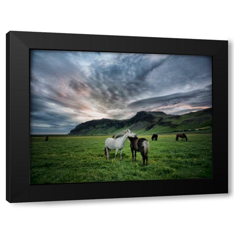 Icelandic Horses IX Black Modern Wood Framed Art Print with Double Matting by Burchett, P.H.
