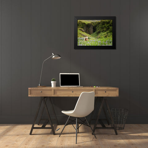 Icelandic Horses XI Black Modern Wood Framed Art Print by Burchett, P.H.