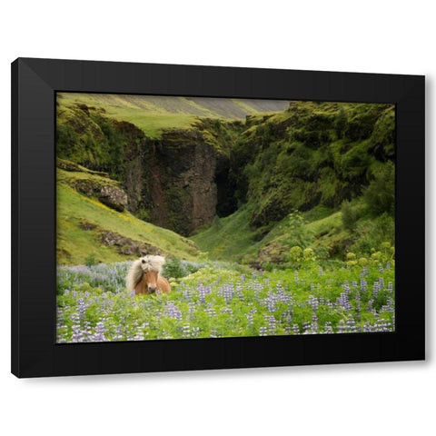 Icelandic Horses XI Black Modern Wood Framed Art Print by Burchett, P.H.