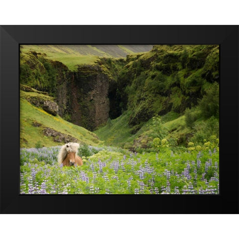 Icelandic Horses XI Black Modern Wood Framed Art Print by Burchett, P.H.