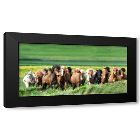 Icelandic Horses XII Black Modern Wood Framed Art Print with Double Matting by Burchett, P.H.