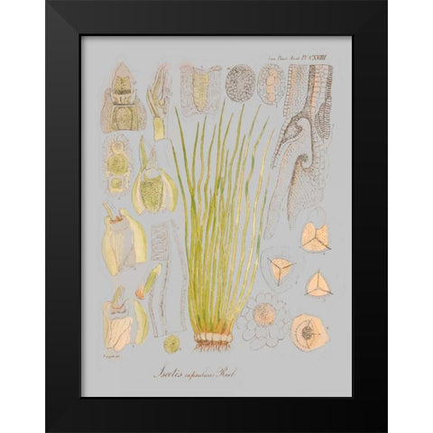 Sea Elements I Black Modern Wood Framed Art Print by Goldberger, Jennifer